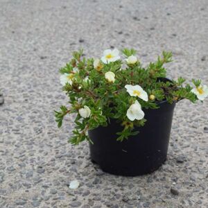 Potentilla fruticosa 'Abbotswood' 15-20 cm